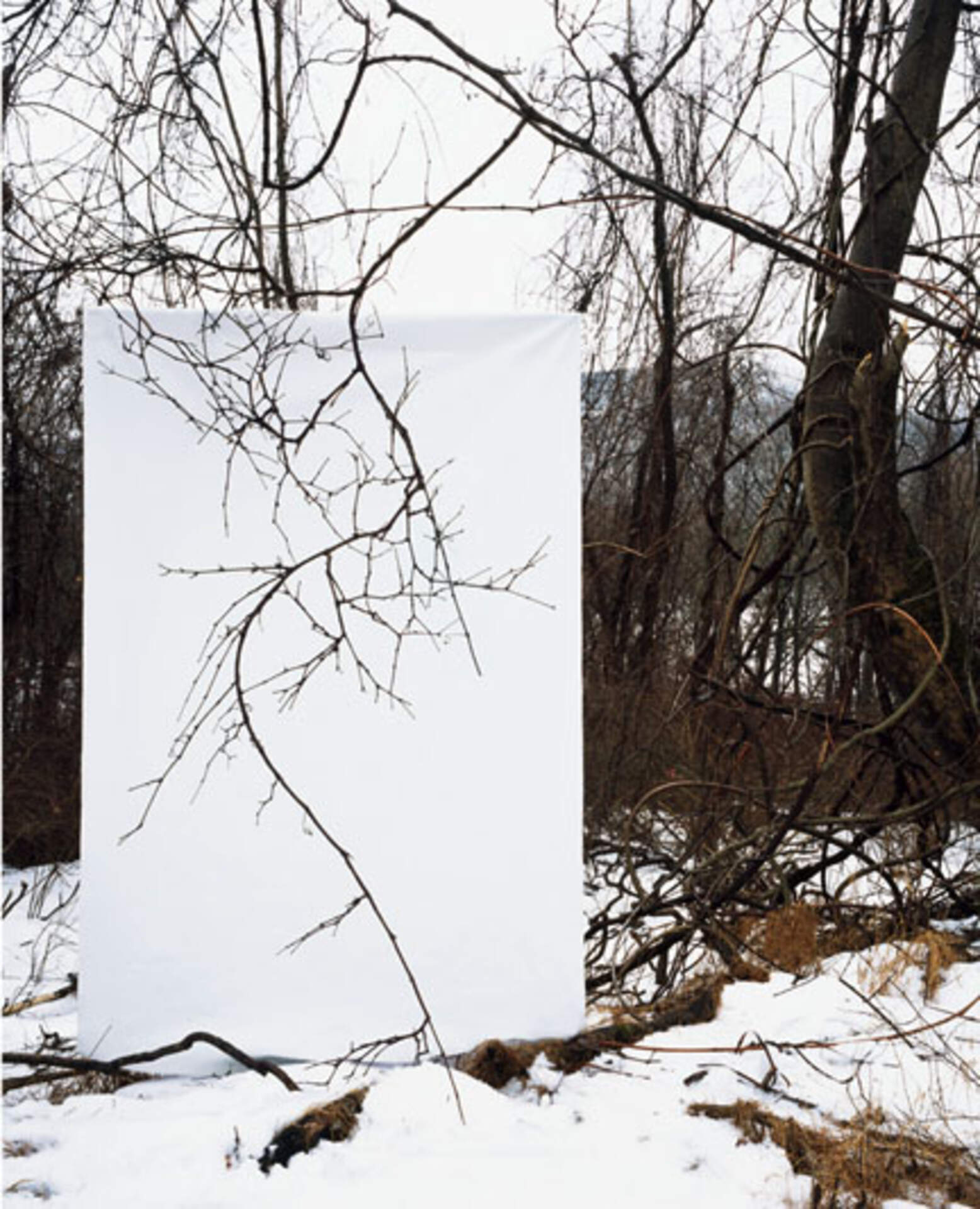 Janelle Lynch: BPAC Artist-in-Residence on Corinne Schulze