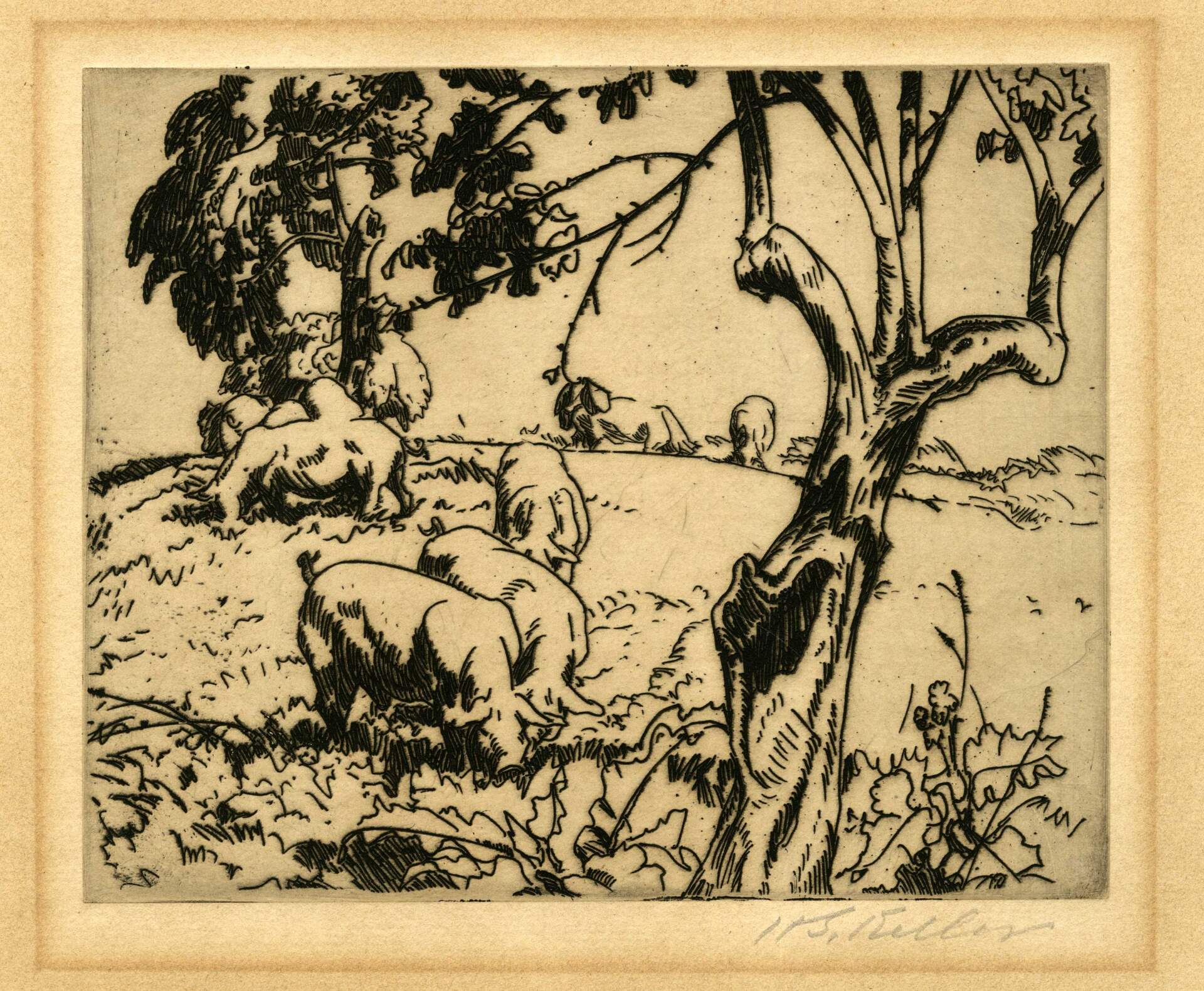 Pigs in Orchard, Humm's Farm, Berlin Heights, Ohio