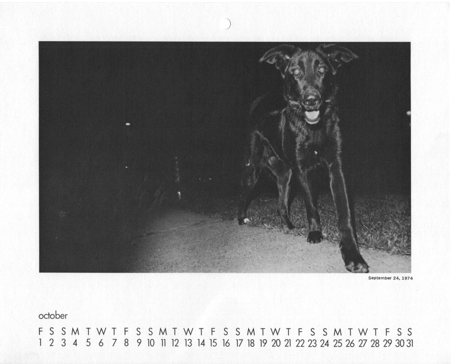 Wild Dog of Heath Street (October)