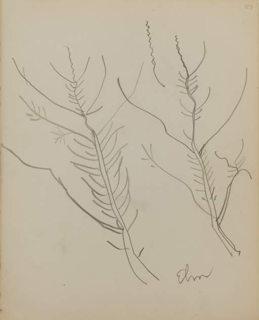 Untitled (sketch of elm branches)
