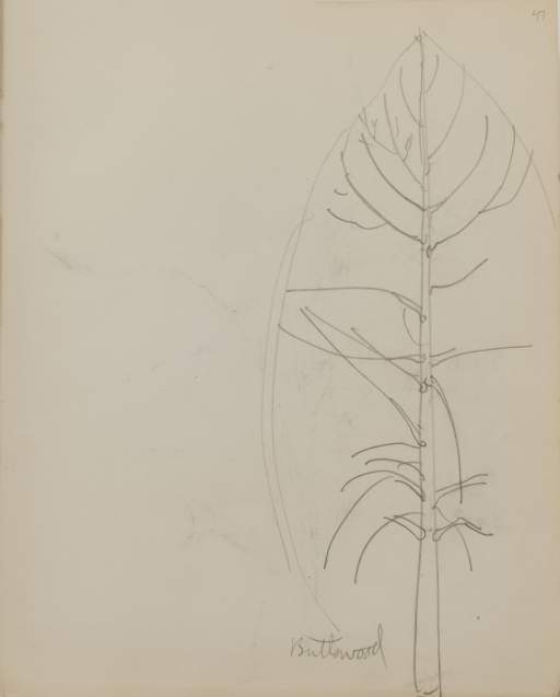 Untitled (sketch of buttonwood tree)