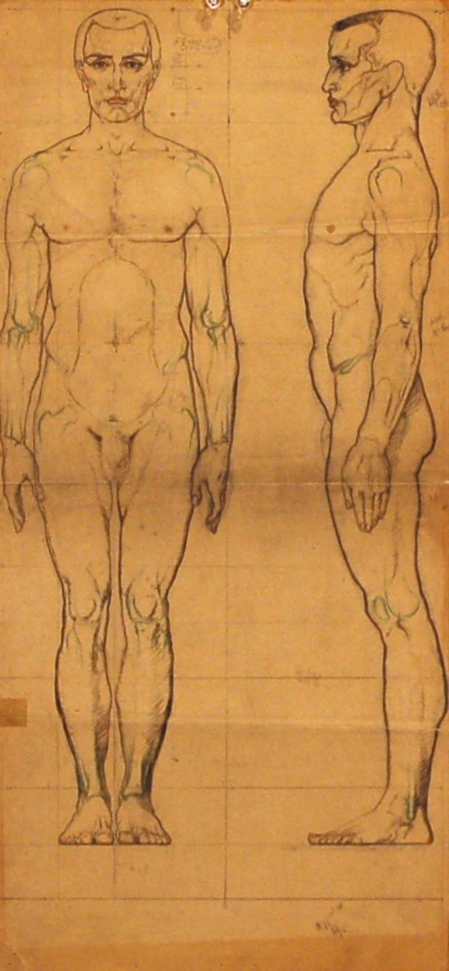 Proportion Studies of Male