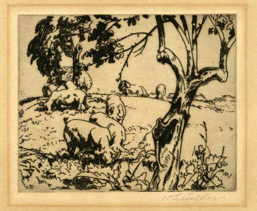 Pigs in Orchard, Humm's Farm, Berlin Heights, Ohio