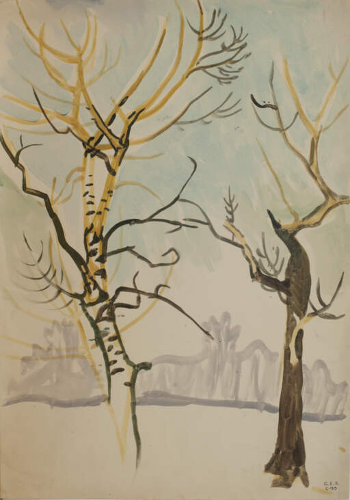 Birch Trees