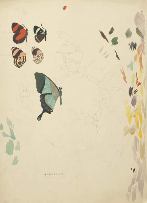 Untitled (Butterfly sketches)